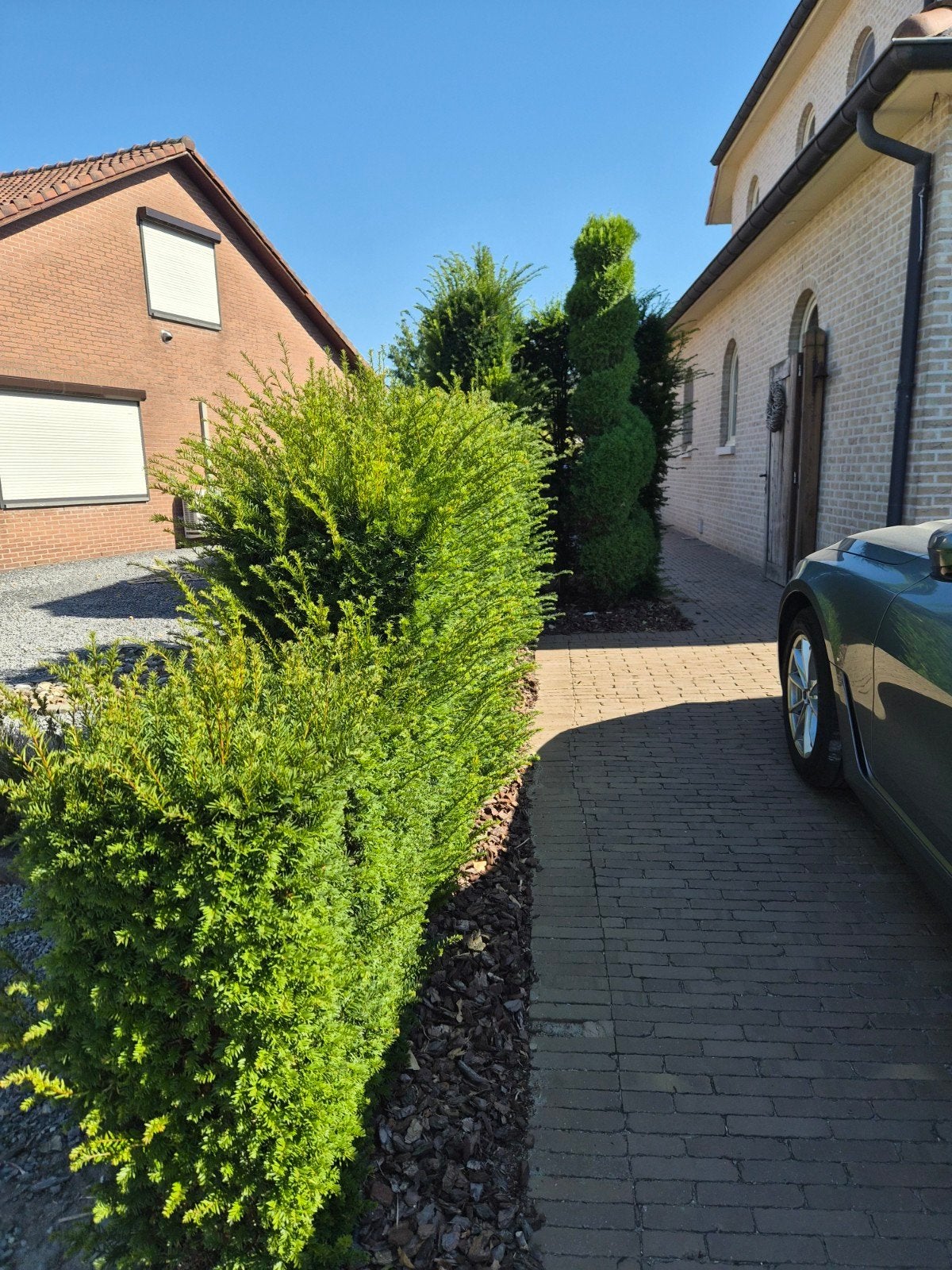 taxushaag, Ophalen