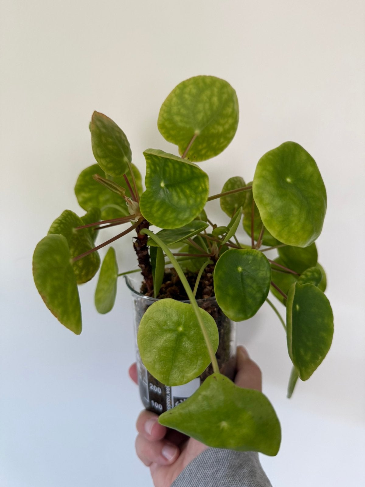 3x pannenkoekenplantjes (pilea) op spagnum mos, Ophalen