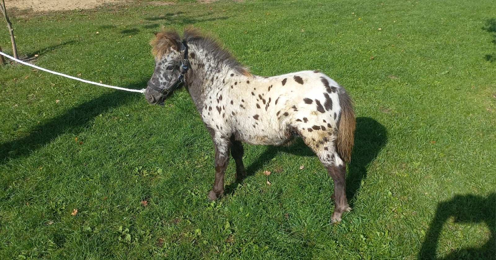 DES APPALOOSA ET DES JUMENTS COLORÉES., Plusieurs animaux