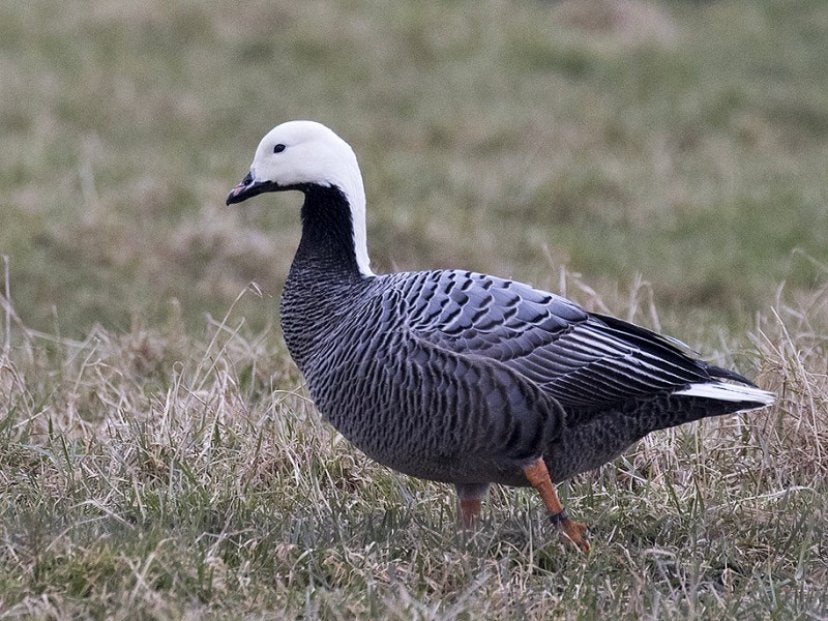 Keizergans/siergans, Dieren en Toebehoren, Pluimvee, Vrouwelijk, Gans of Zwaan