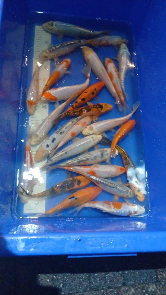 Koi mix 15-20cm, Animaux & Accessoires, Poissons | Poissons d'étang, Carpe ou Koï