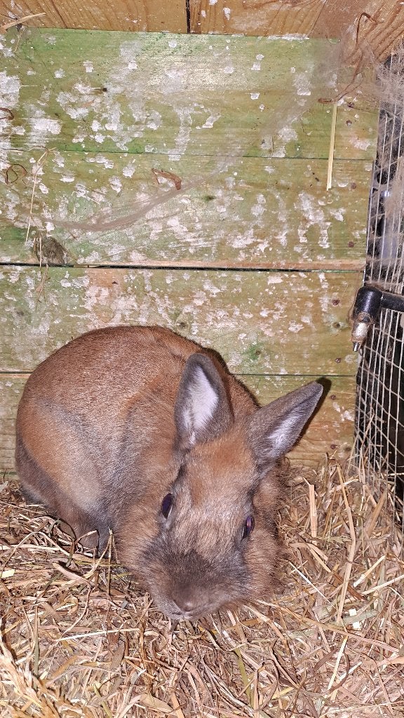 Dwergkonijntjes, Dieren en Toebehoren, Meerdere dieren, Dwerg, 0 tot 2 jaar