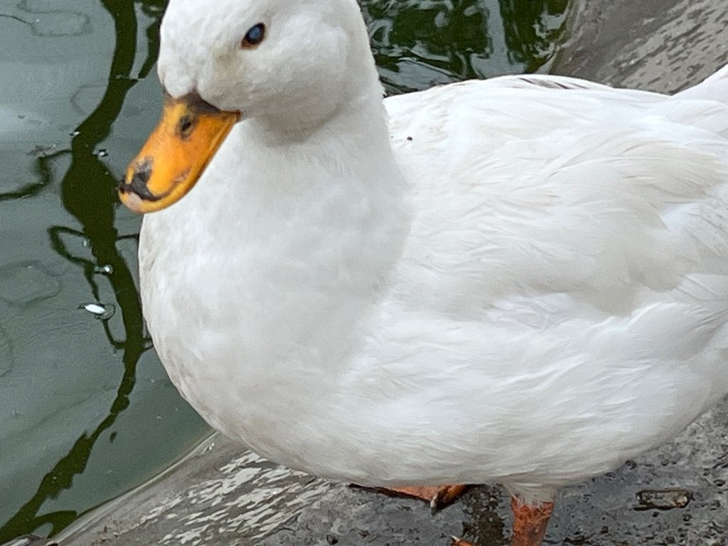 Hollandse kwaker, Animaux & Accessoires, Mâle, Canard