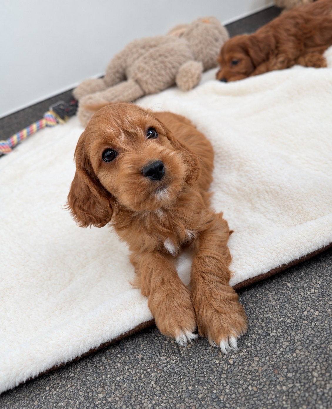 Beaux chiots cockapoo (cocker américain x caniche nain), Chien (mâle), Caniche, Maladie de Carré (chiens), Belgique