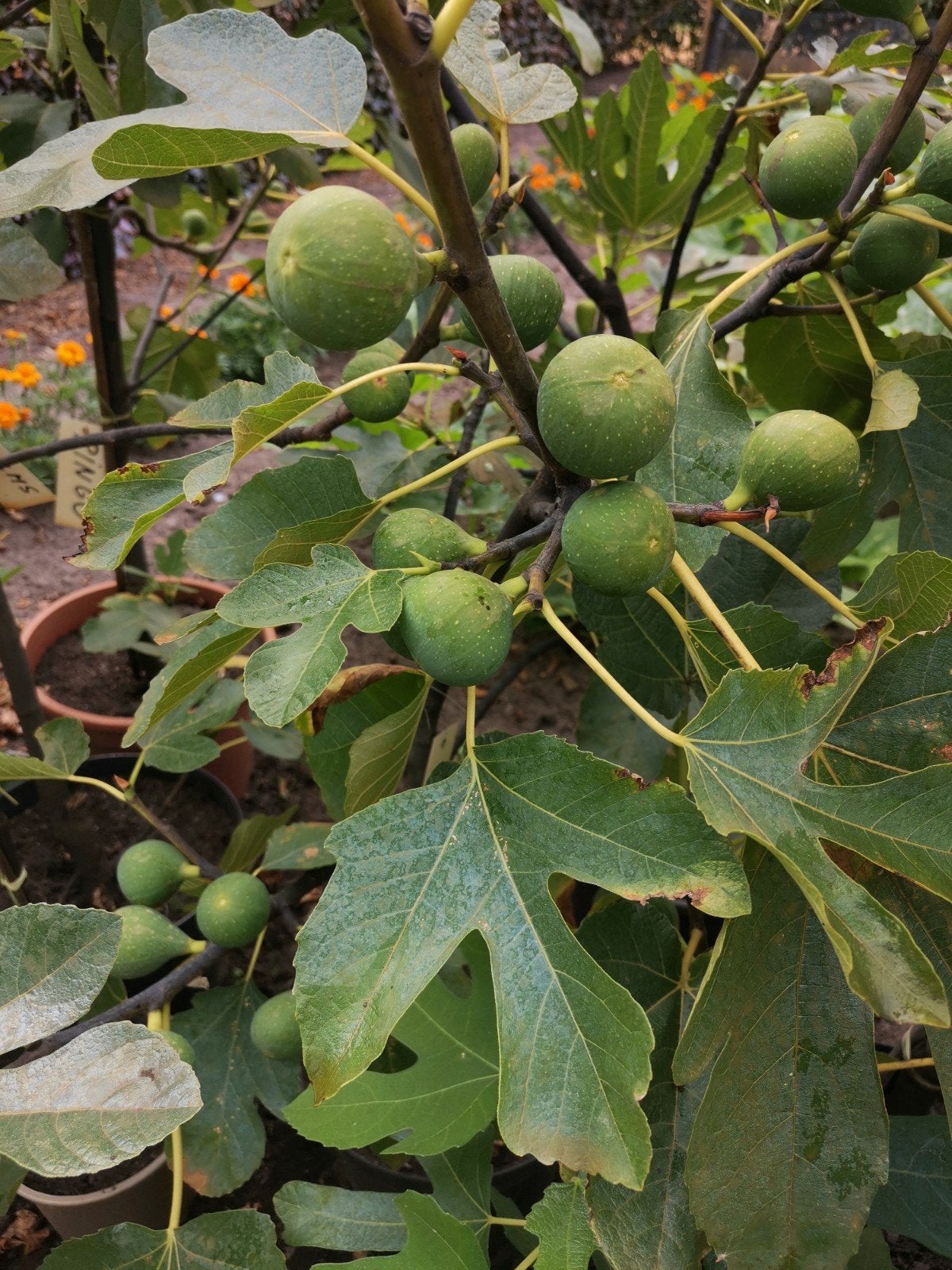 vijgenboom in pot, Ophalen, Lente, Volle zon, In pot