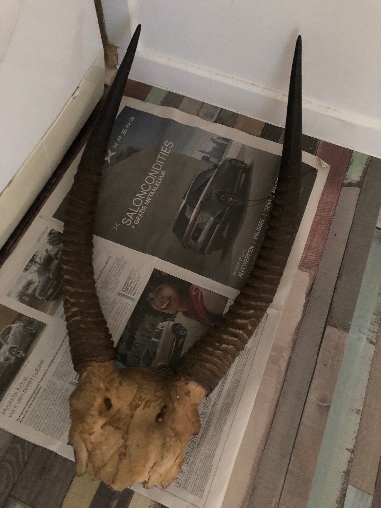 Gewei,horens Antilope, Verzamelen, Ophalen, Gebruikt, Wild dier, Gewei of Kop