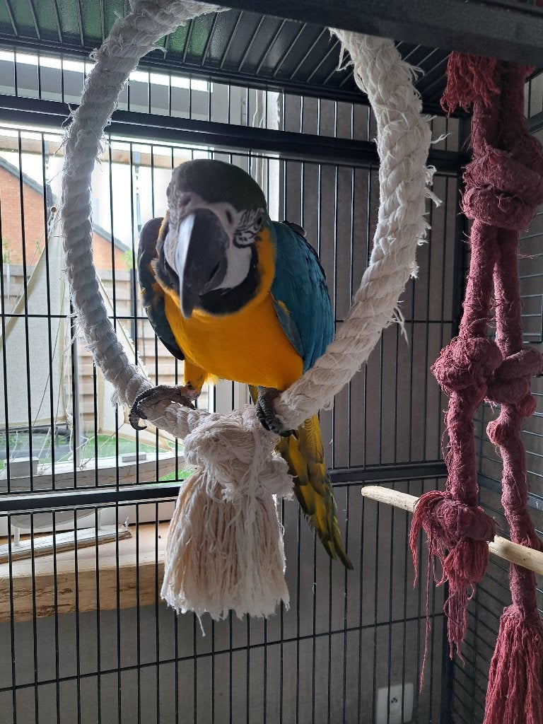 Blauw vleugel ara, Mâle, Perroquet, Parleur