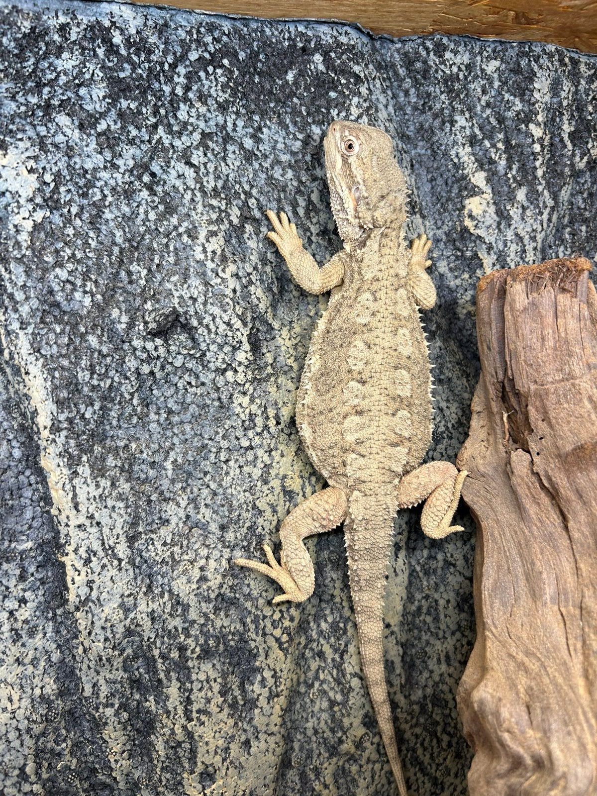 Pogona et terrarium, Animaux & Accessoires, Lézard, Avec terrarium, 0 à 2 ans
