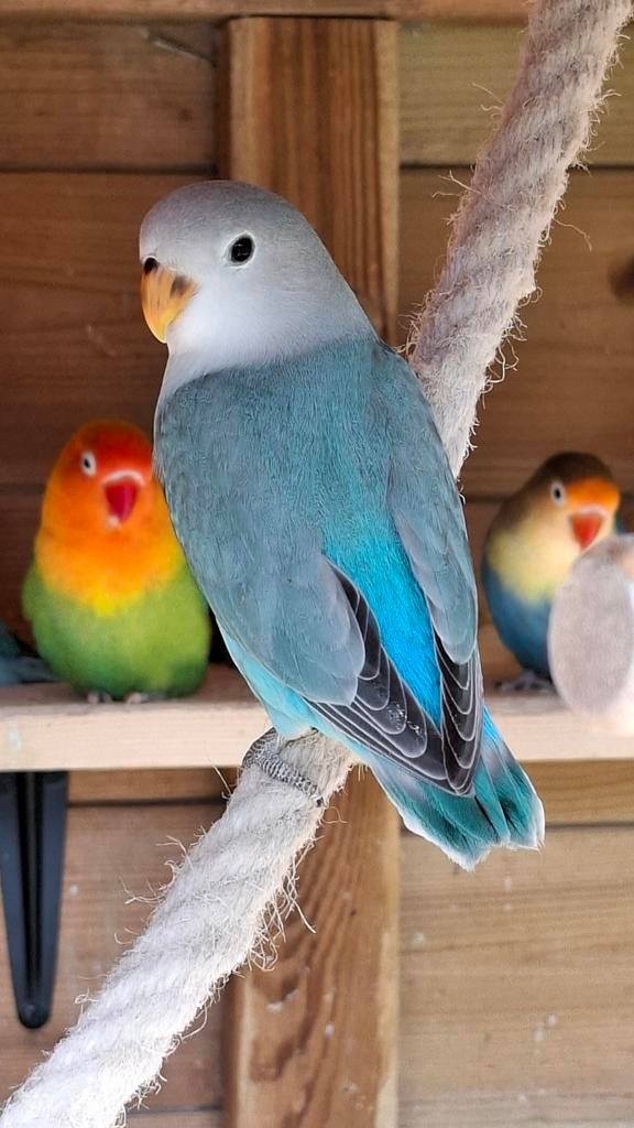 3 jonge agapornis roseicollie, Meerdere dieren, Dwergpapegaai of Agapornis, Geringd