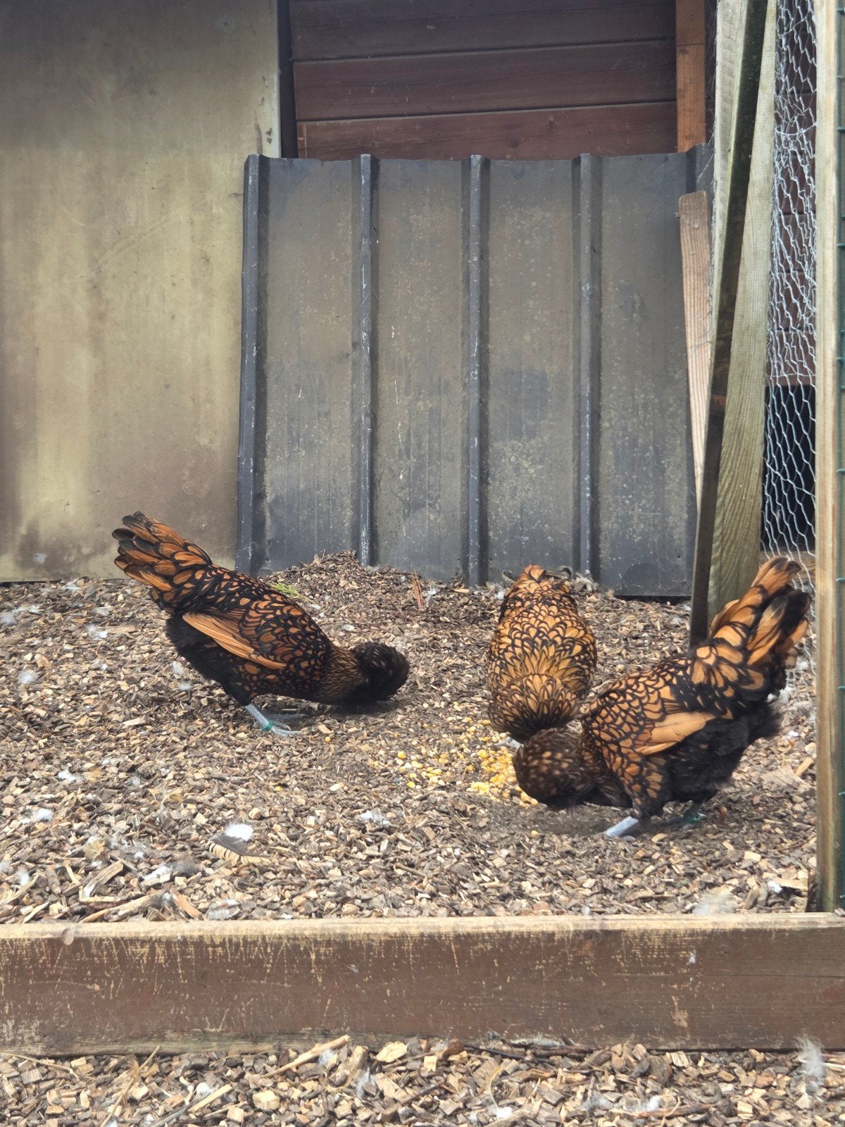 3 padua hennen, Dieren en Toebehoren, Vrouwelijk, Kip