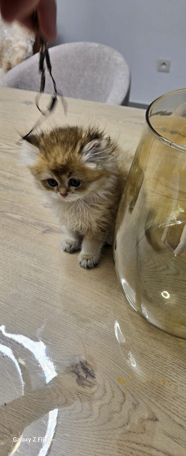 BRITISH SHORTHAIR ET LONGHAIR DISPONIBLES SUR RÉSERVATION, Plusieurs animaux, Vermifugé, 0 à 2 ans