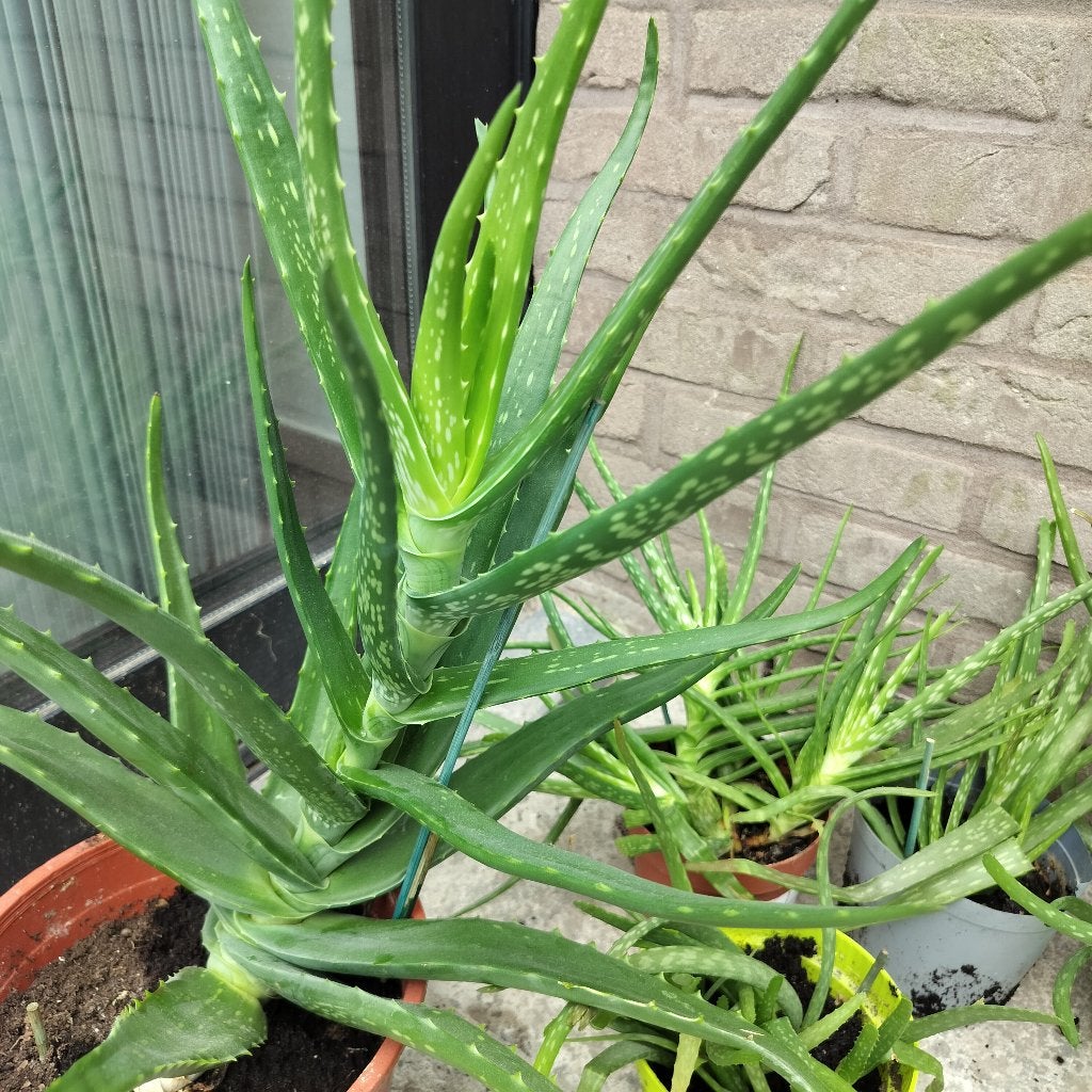 Aloë Vera planten, Tuin en Terras, Planten | Tuinplanten, Vaste plant, Bloeit niet, Halfschaduw, Ophalen