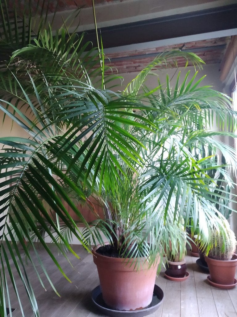 Palm in pot, Maison & Meubles, Plantes d'intérieur, En pot, Enlèvement, 200 cm ou plus, Palmier