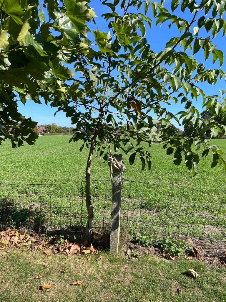 Notenboom (Gereserveerd), Tuin en Terras, Ophalen