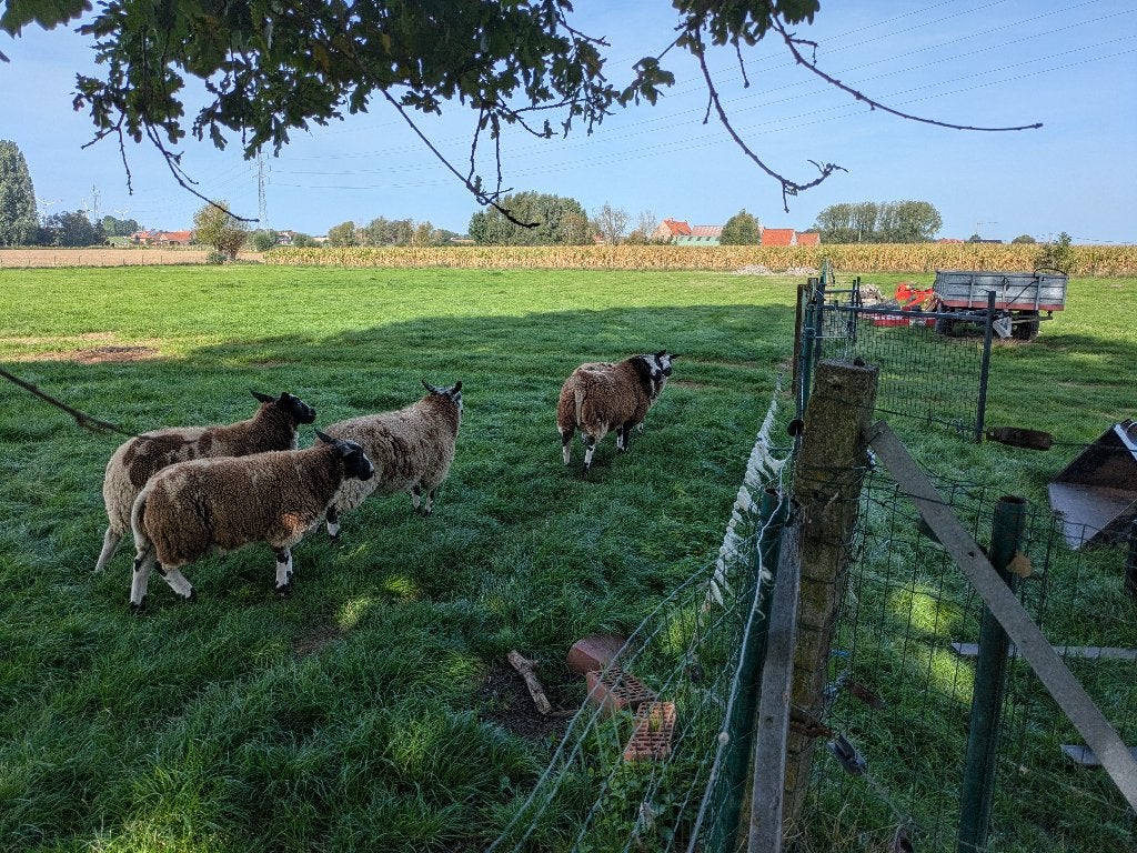 schapen baggerbont, Dieren en Toebehoren, Mannelijk, Schaap, 0 tot 2 jaar