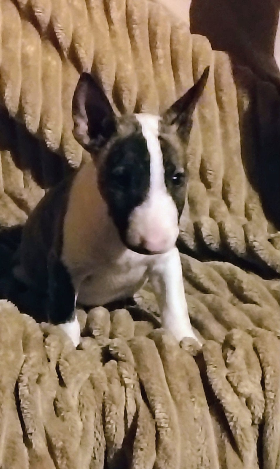 mini bullterier pups, Animaux & Accessoires, Maladie de Carré (chiens), Belgique, 8 à 15 semaines, Plusieurs