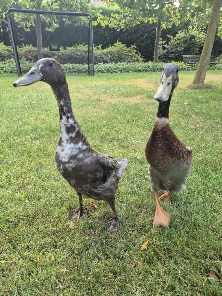 Indische loopeenden, Mannelijk, Eend