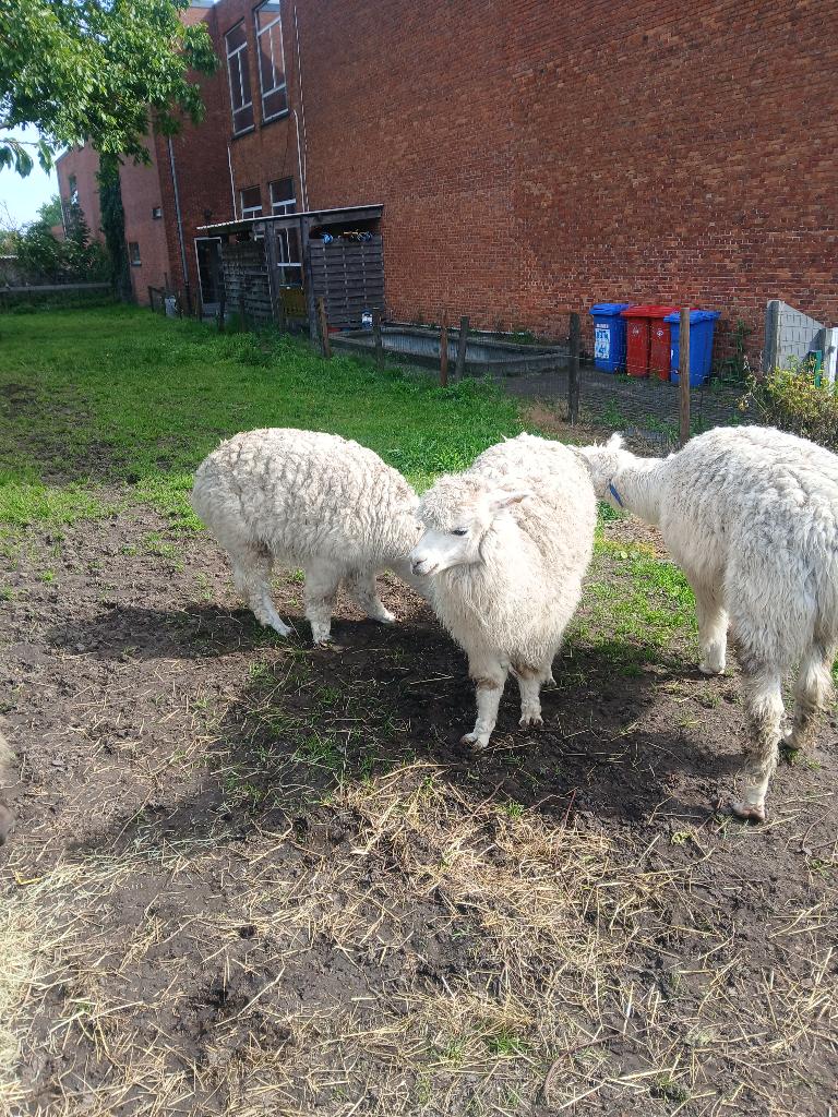Alpaca, Dieren en Toebehoren, Meerdere dieren, 3 tot 5 jaar