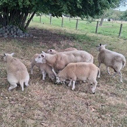 Lot schapen, Dieren en Toebehoren, Schapen, Geiten en Varkens, Meerdere dieren, Schaap