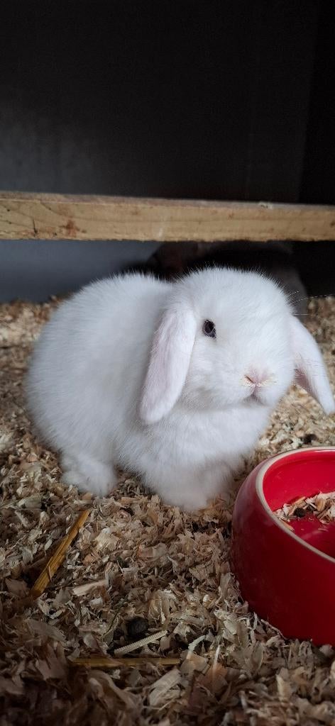 Minilopjes, Meerdere dieren, Klein, Hangoor, 0 tot 2 jaar