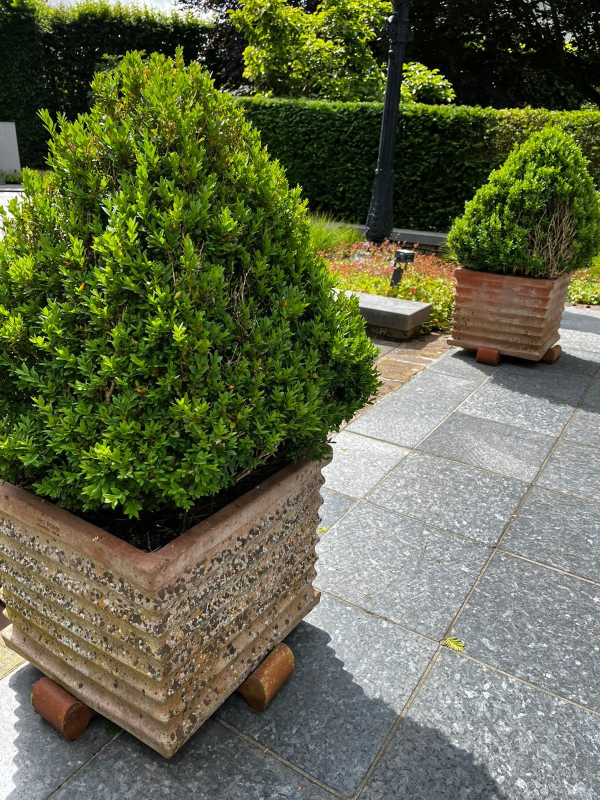 Terracotta met plant, Tuin en Terras, Ophalen, Buxus