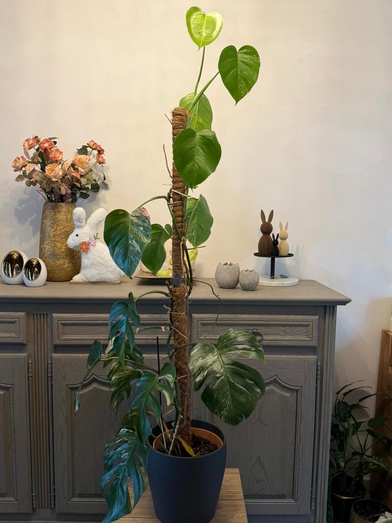 Monstera variegata, Enlèvement