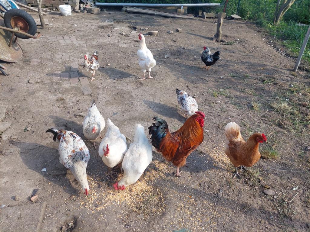 Kippen te koop, Dieren en Toebehoren
