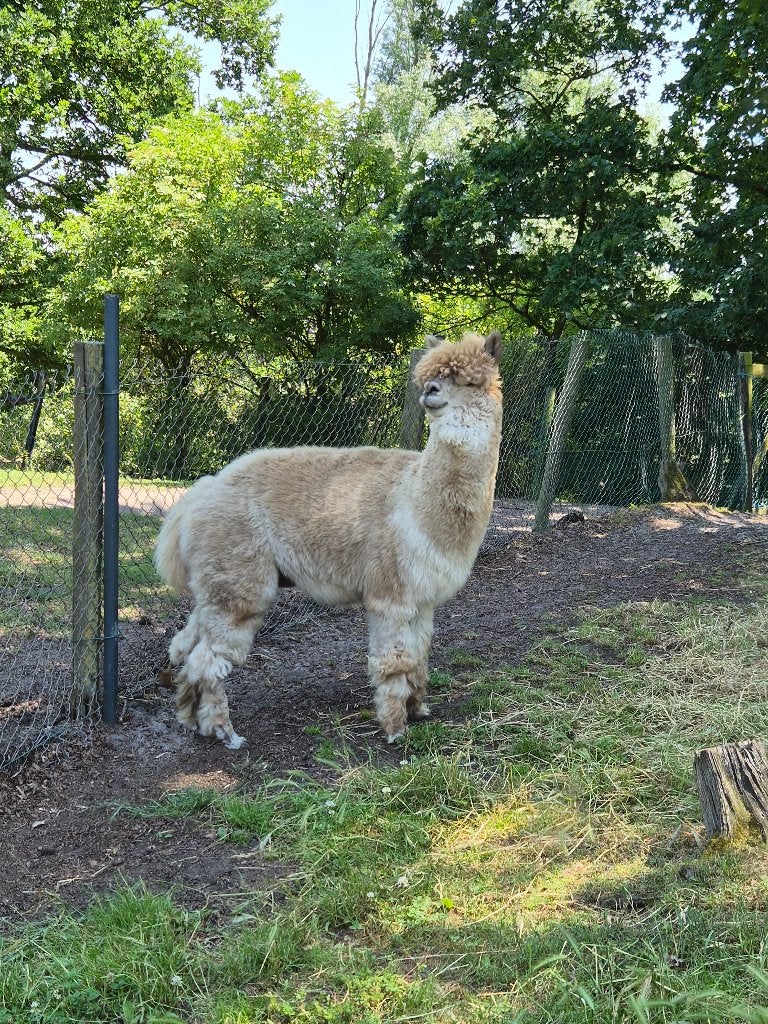alpaca hengst, Dieren en Toebehoren, December, Mannelijk
