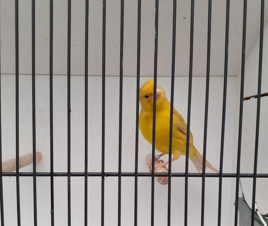 kanarie, Dieren en Toebehoren, Vrouwelijk, Kleurkanarie