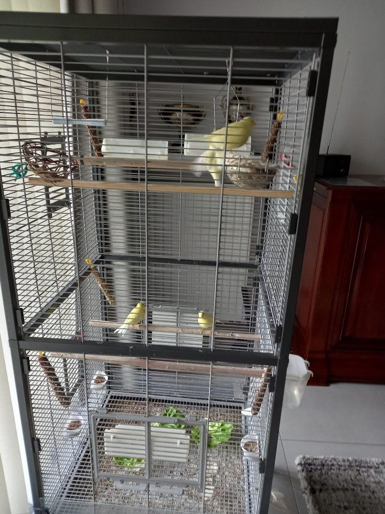 Vogelkooi + vogels, Plusieurs animaux, Canari chanteur