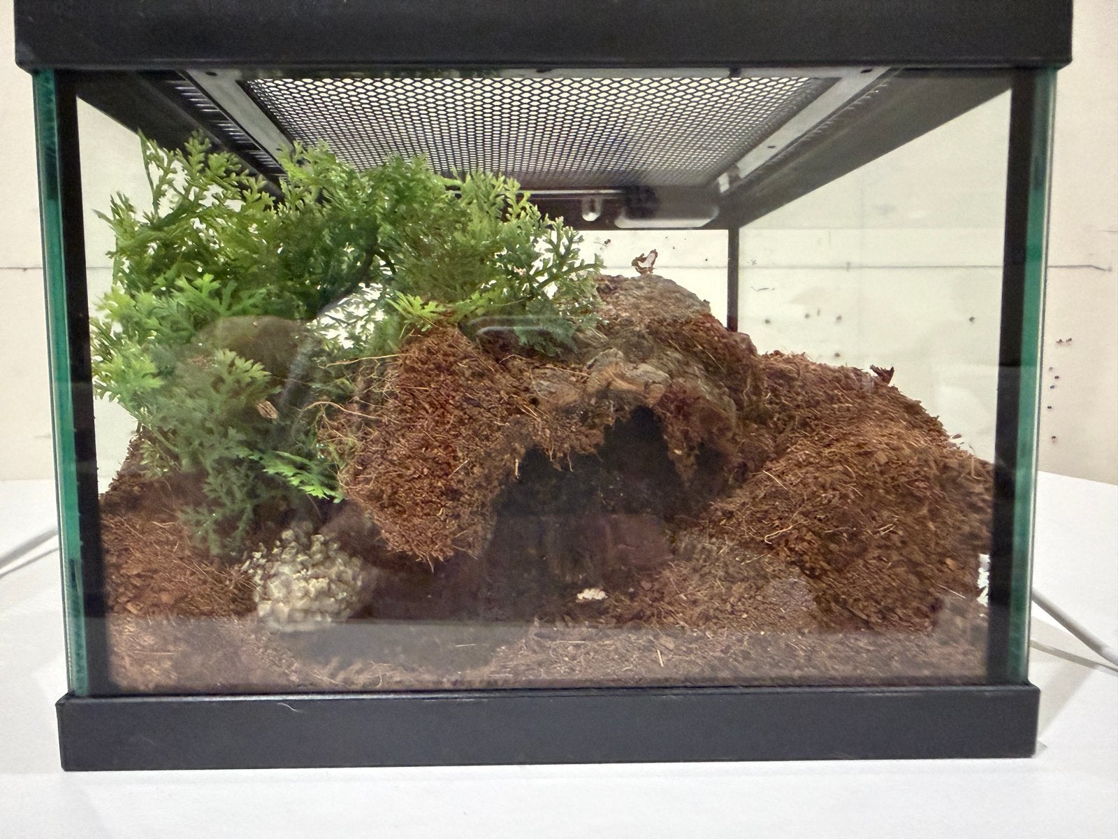Baby goudknie ( vrouw ) met terrarium, Dieren en Toebehoren, Met terrarium