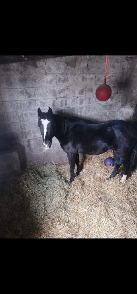 Hongre 6 ans à vendre