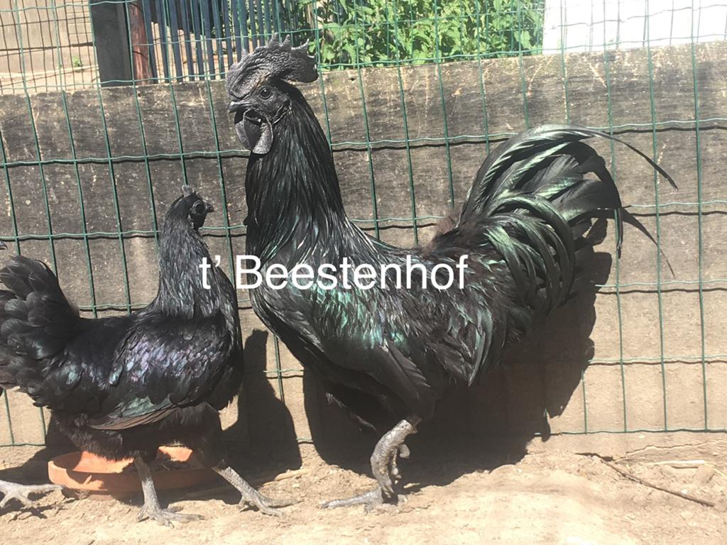 Ayam cemani