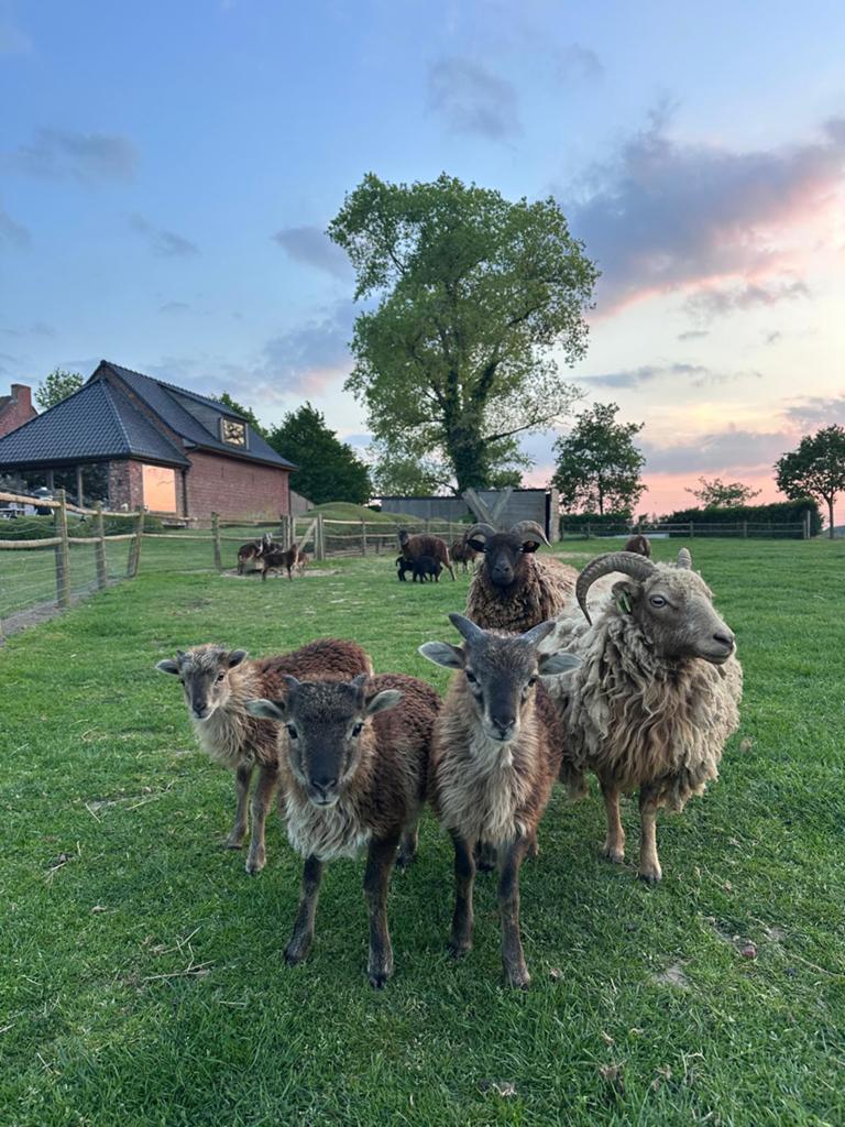 Moutons et agneaux au soja, Plusieurs animaux, Mouton, 0 à 2 ans