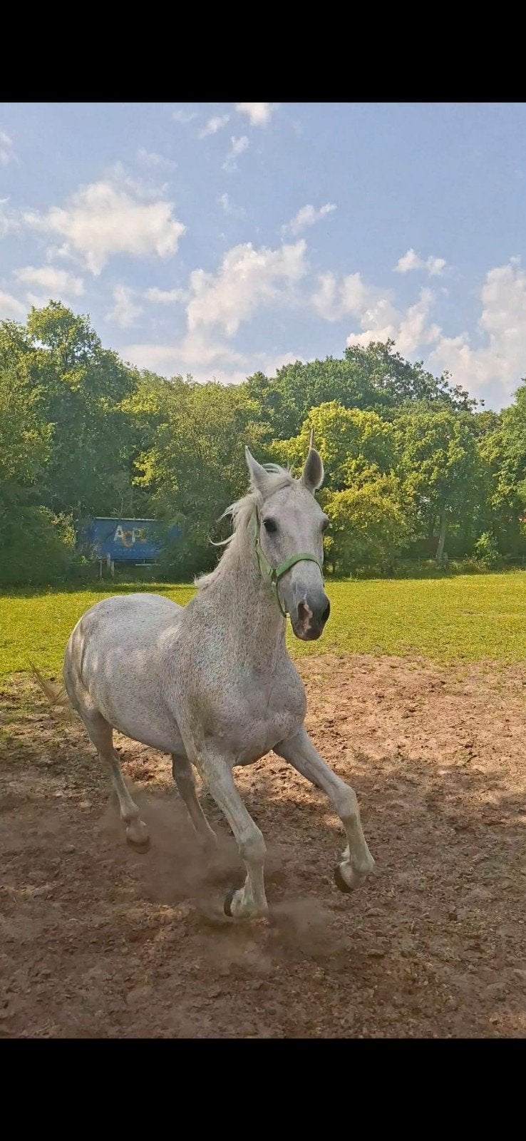 Halve stal gezocht, Dieren en Toebehoren, Paarden, M