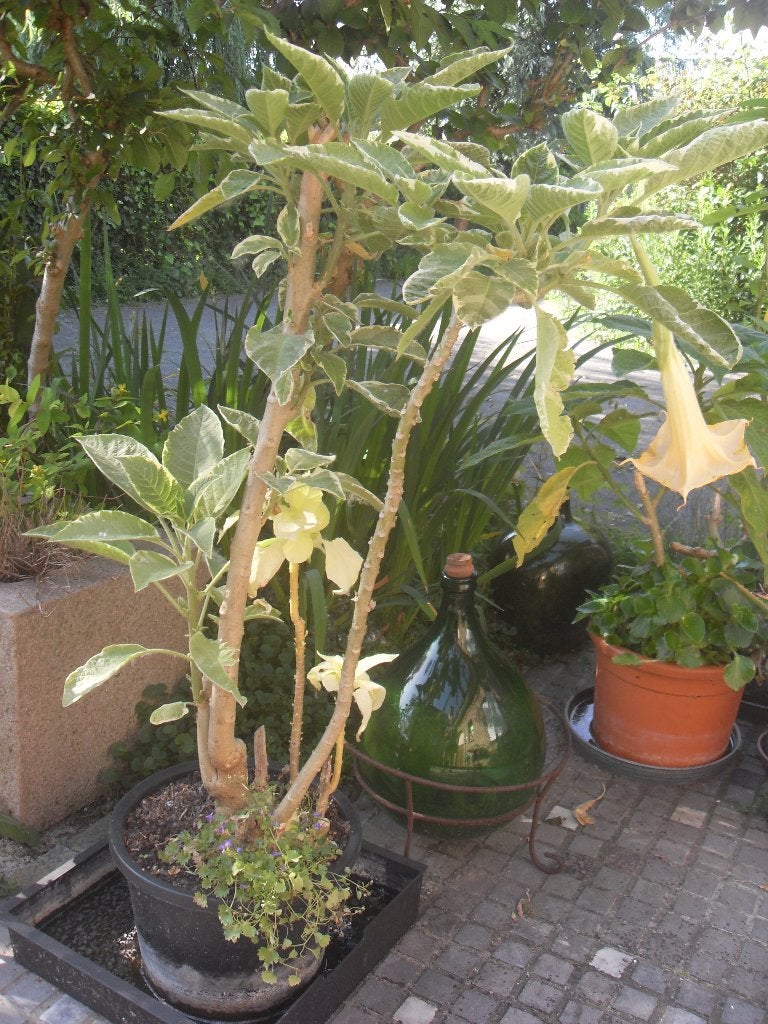 brugmansia, Tuin en Terras, Volle zon, Vaste plant, Zomer, Ophalen