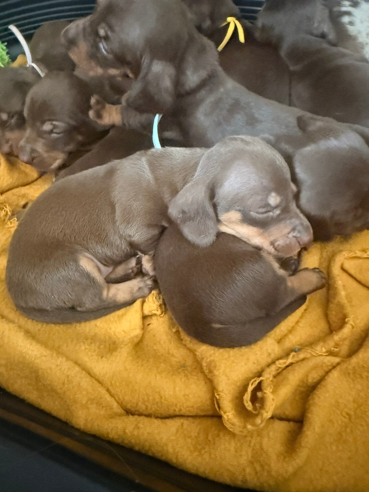 Dwergteckel teefje, Animaux & Accessoires, Chiens | Teckels & Bassets, Chienne, Poils courts, Nain, Éleveur | Professionnel, Un chien
