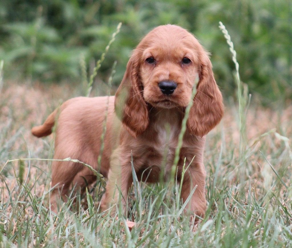 Chiots cockers anglais, Plusieurs, Hépatite contagieuse (maladie de Rubarth), Belgique, Plusieurs animaux