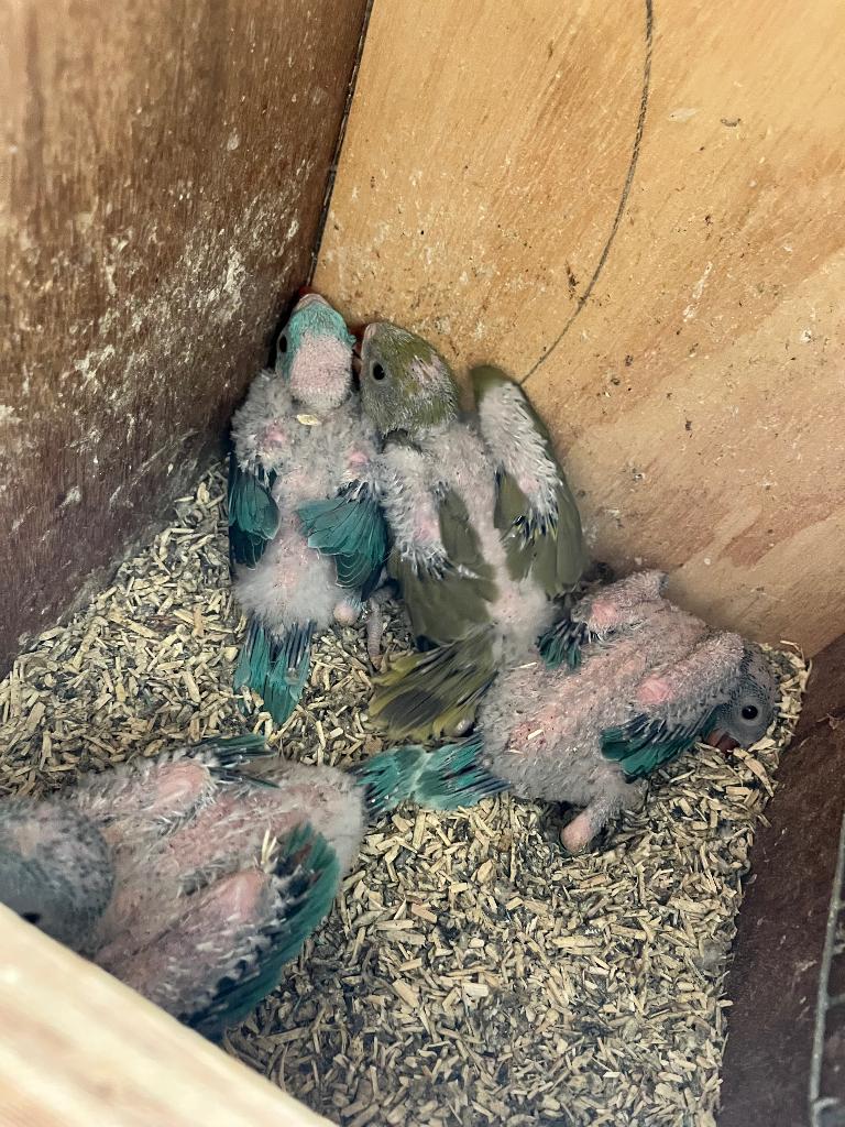 Halsband parkiet handtam/handopfok, Dieren en Toebehoren, Meerdere dieren, Parkiet, Geringd