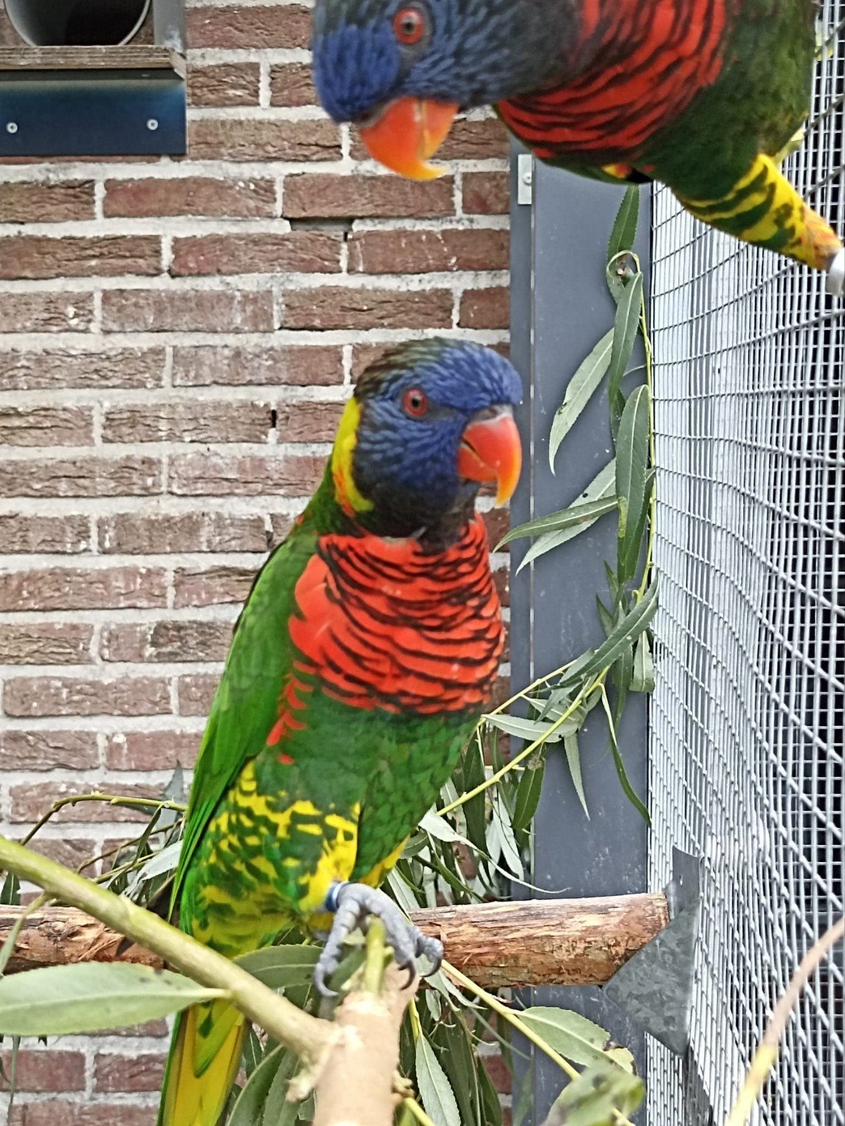 groennek lori