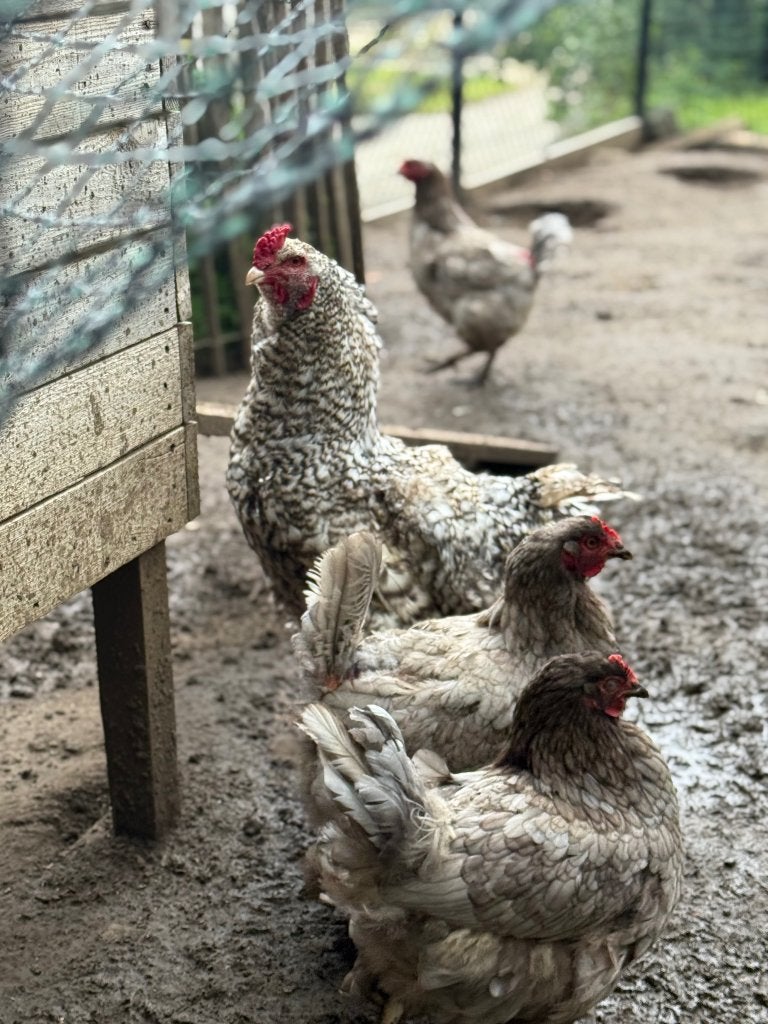 Mechelse koekoek HAAN twee stuks, Dieren en Toebehoren, Mannelijk, Kip