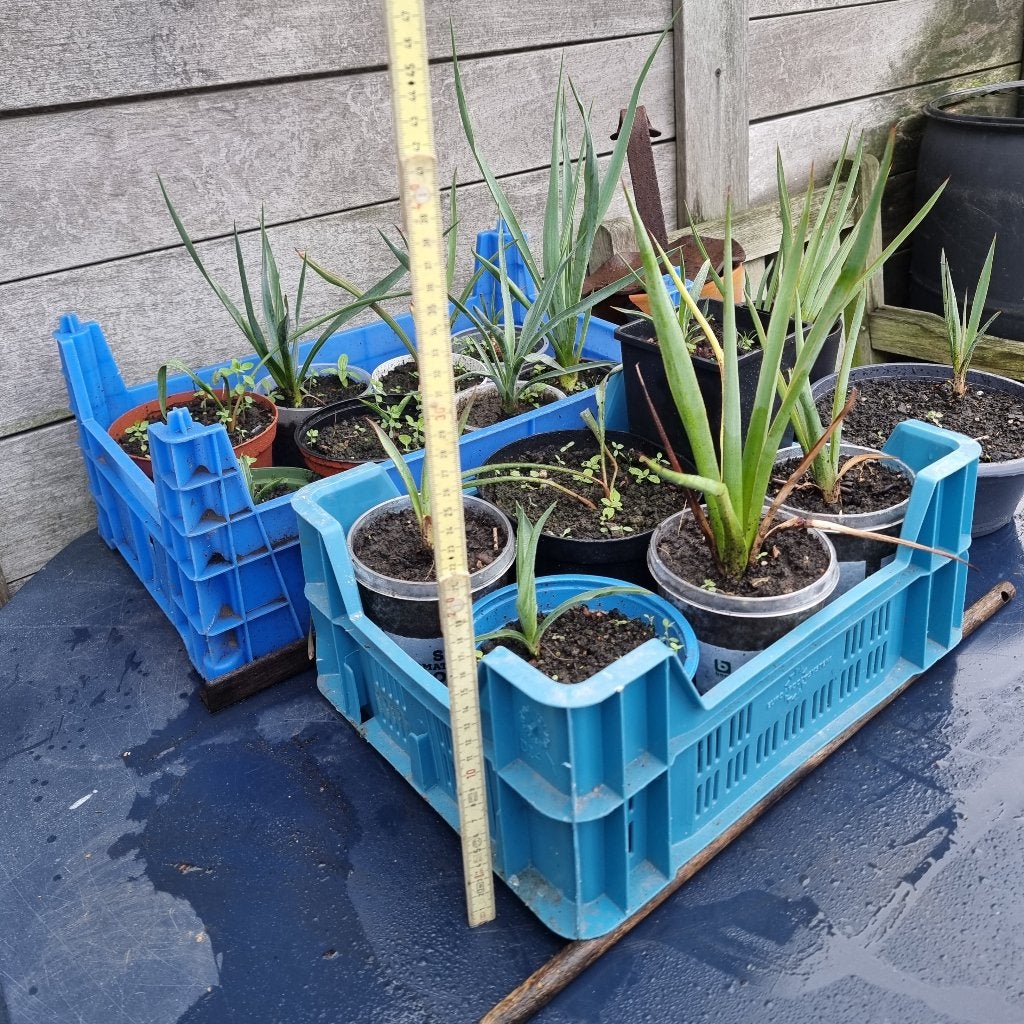 Gewortelde gepotte Yucca stekken 1€ per 3st, GRATIS kratten, Ophalen of Verzenden, Vaste plant