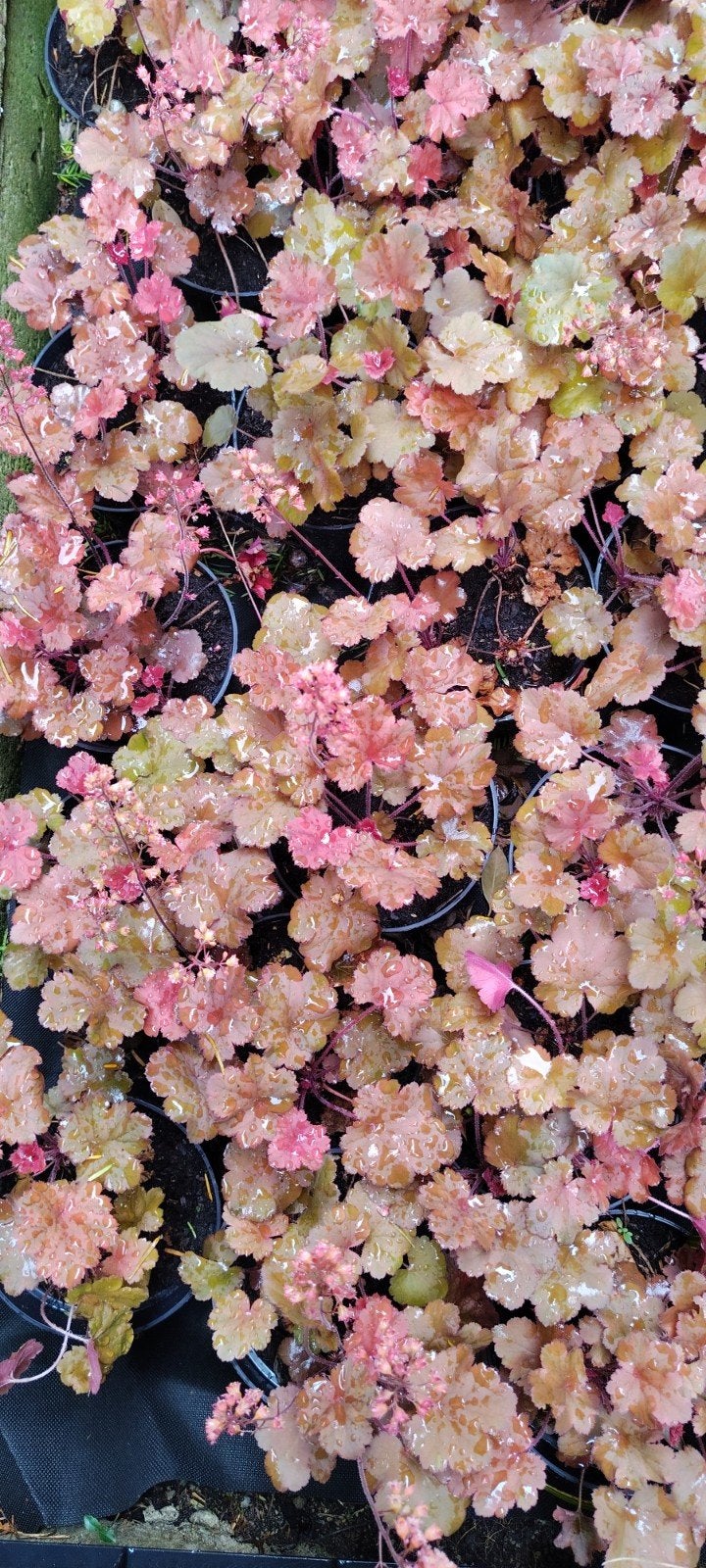 Heuchera ,, Cherry Cola ,,, Tuin en Terras, Planten | Tuinplanten, Ophalen, Vaste plant