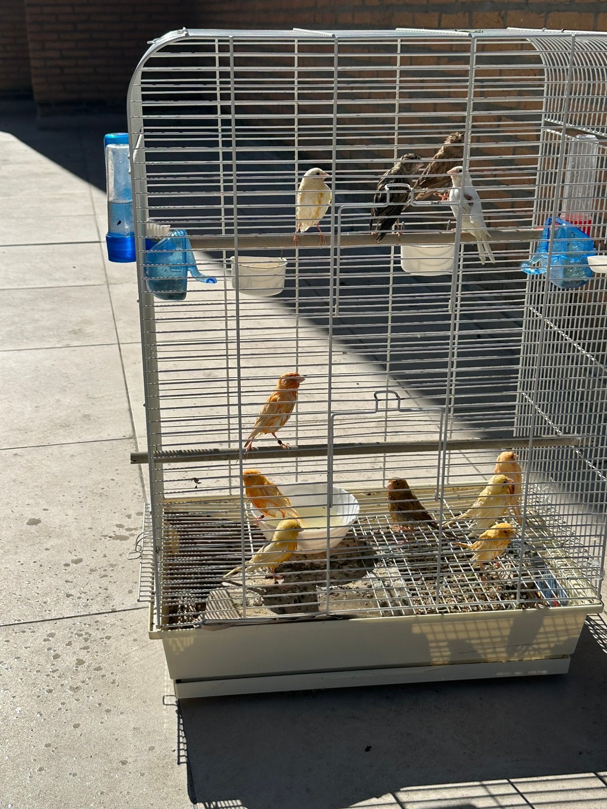 Canaris ( arret d’elevage ), Enlèvement, Comme neuf