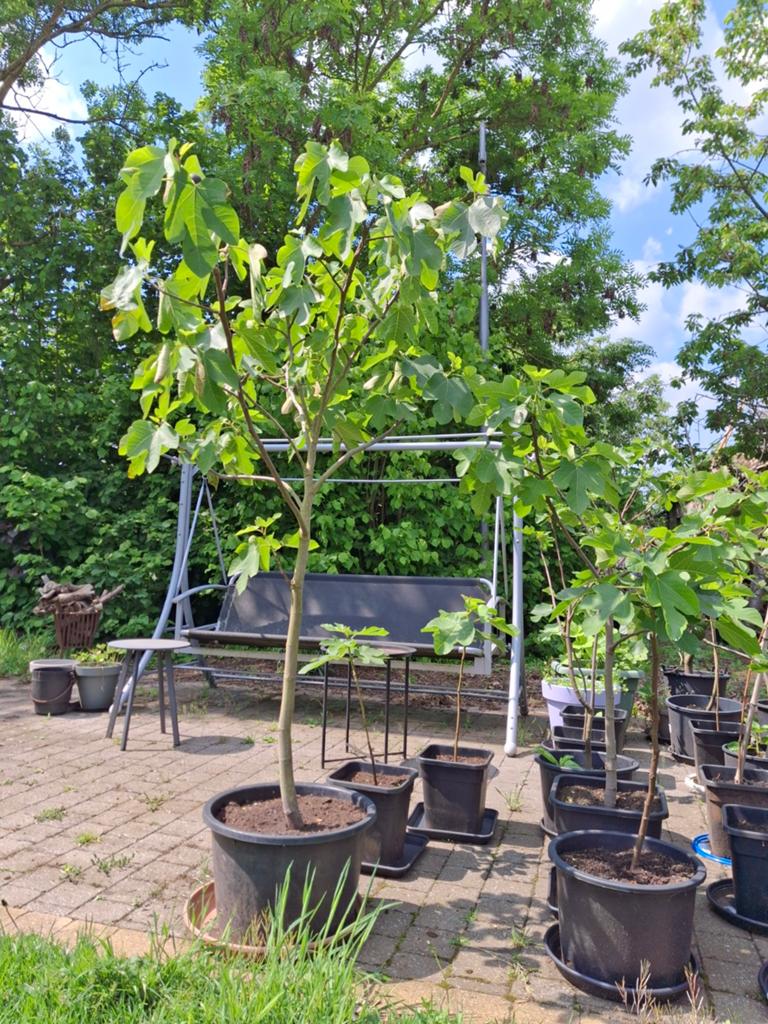 Vijgenbomen, Ophalen, In pot, Vijgenboom, Zomer