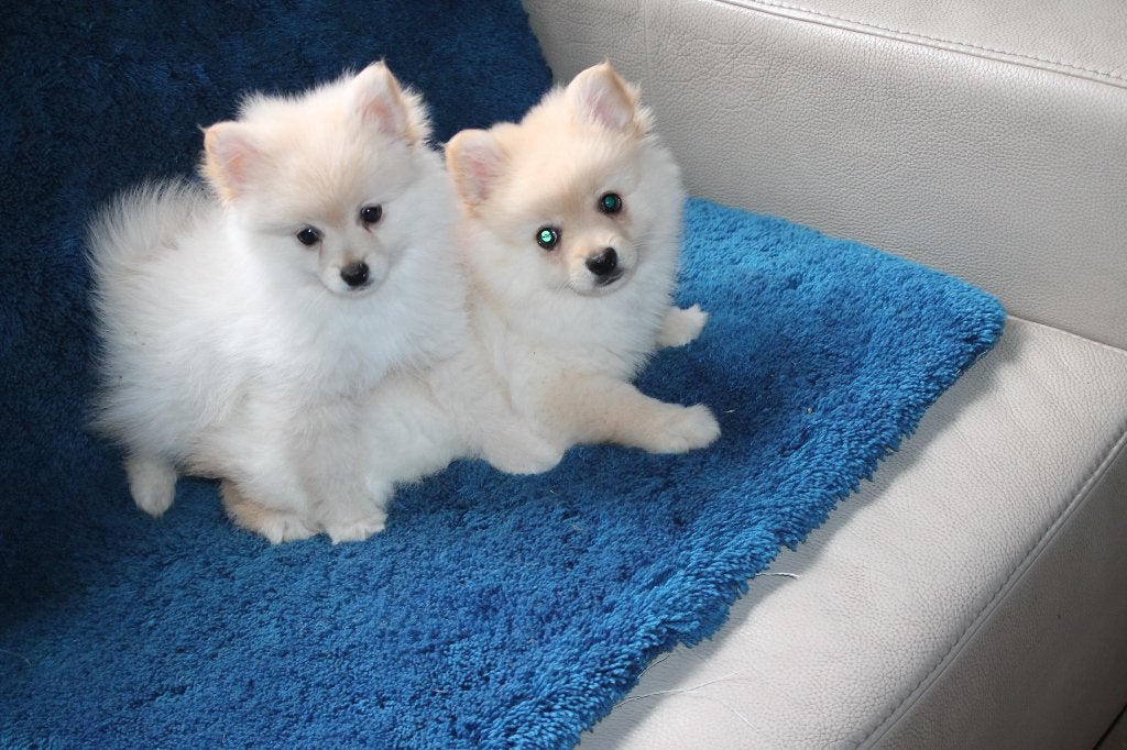KEESHOND PUPS, Loulou, Belgique, 8 à 15 semaines, Plusieurs