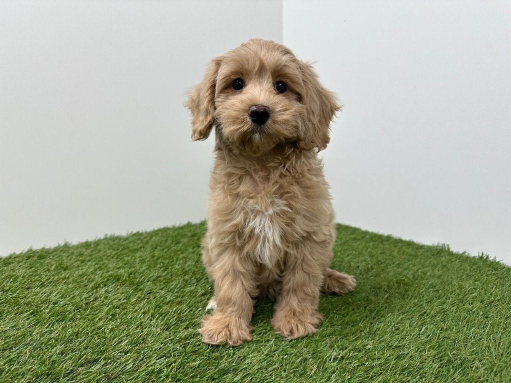 Cockapoo pups (F1)