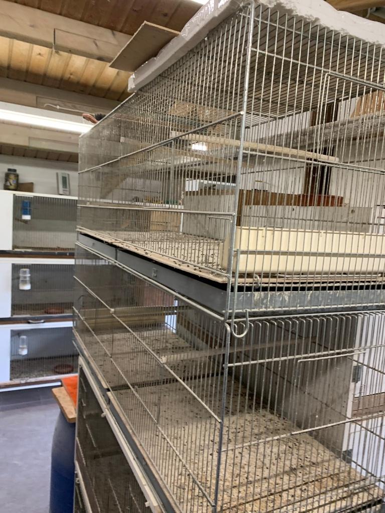 cages grillagées et blocs d'élevage, Perruche