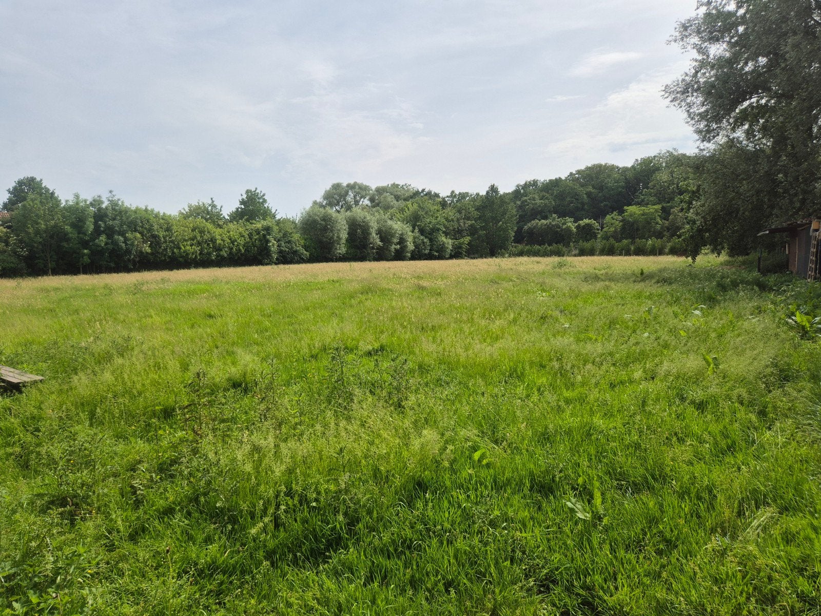 Weide, Dieren en Toebehoren