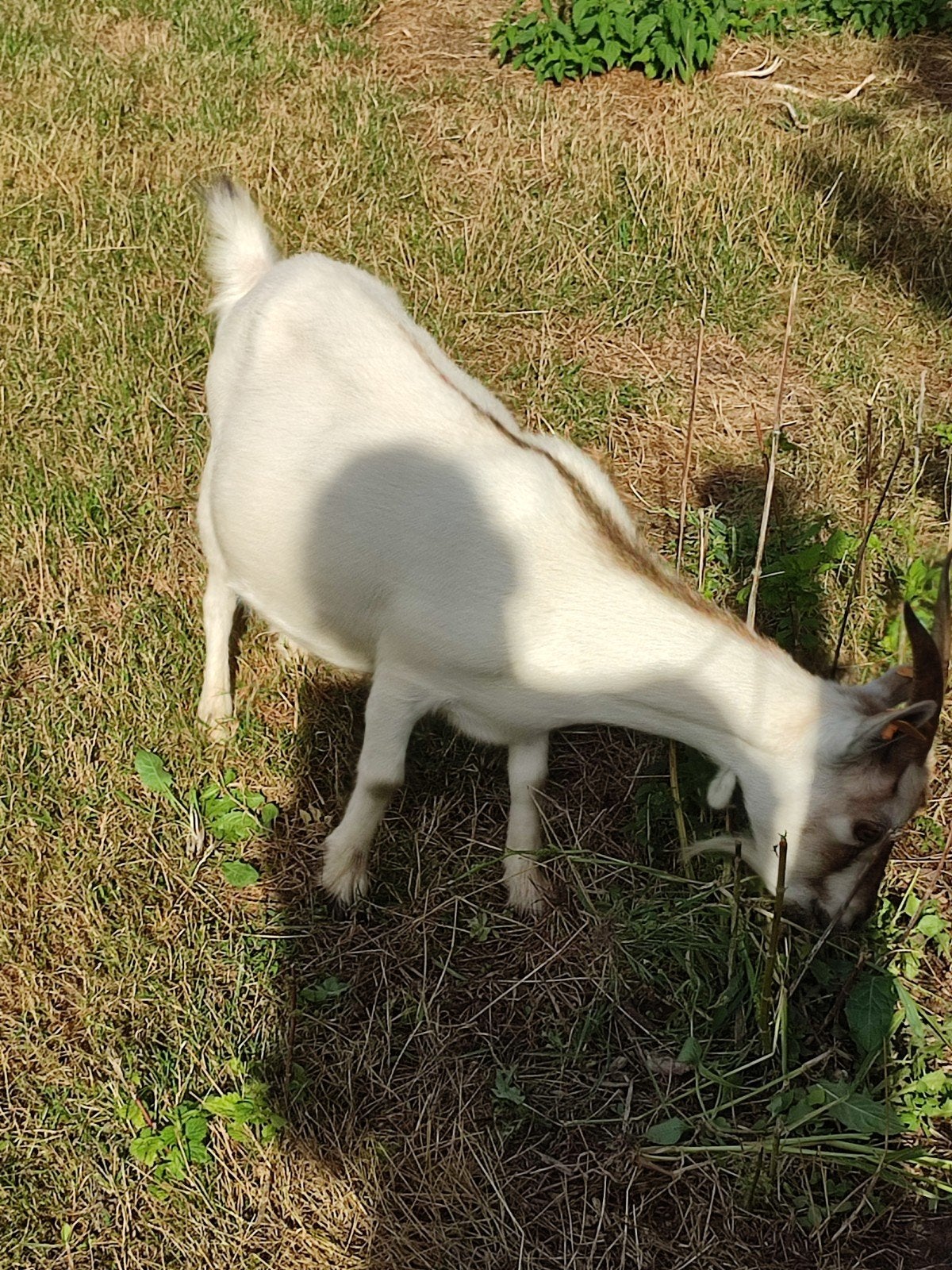 dwerggeit Mieke +onverwant boklam